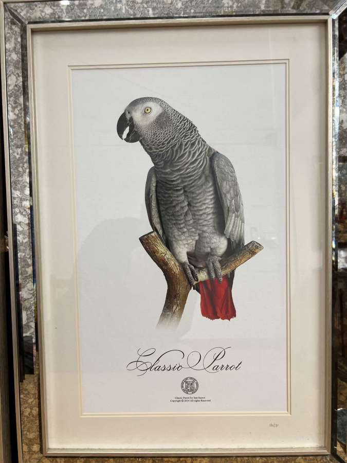 Classic Parrot limited edition print by Jam Karrot